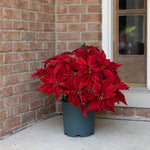 Load image into Gallery viewer, Clovi Brad Schmidt Everglow Poinsettia Urn Filler, Prelit Christmas Decor
